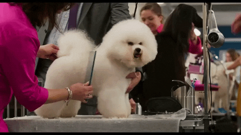 Dog Grooming GIF by Show Dogs Movie