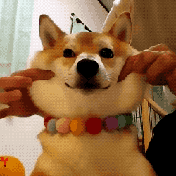 Fluffy Doge in funny gifs