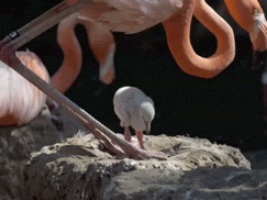 Baby Lol GIF by San Diego Zoo