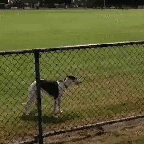 This Jump Is Unique in animals gifs