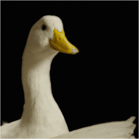 EUGENICS: ‘Died Suddenly’, …If It Walks & Quacks Like A Duck – It’s Probably A Duck Giphy