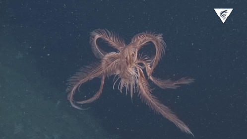Feather Star GIFs - Find & Share on GIPHY