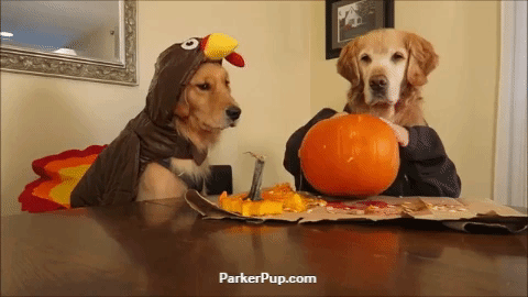 Enjoy these Halloween date ideas, like these dogs