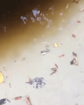 Look At Fish in funny gifs
