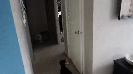 Over Excited Dog in funny gifs