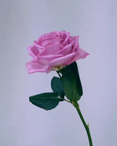 la rose à dix - Page 50 Giphy-downsized-large