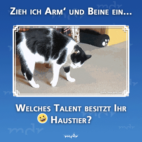 https://media.giphy.com/media/3ohzdDO5svqjNOXoju/giphy.gif