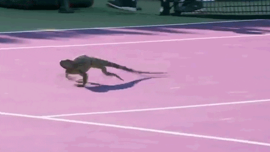 Lizard Running GIF by Miami Open - Find & Share on GIPHY