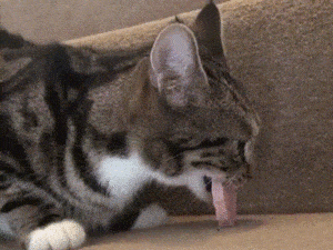 Poor Kitty in animals gifs