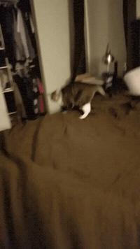 The elusive air floof