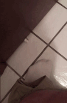 Come Inside Hooman in funny gifs