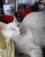 Cat And Food in funny gifs