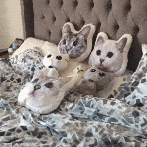 Cat King in funny gifs