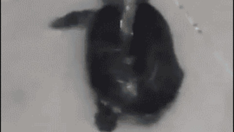 Bathing time best Gif