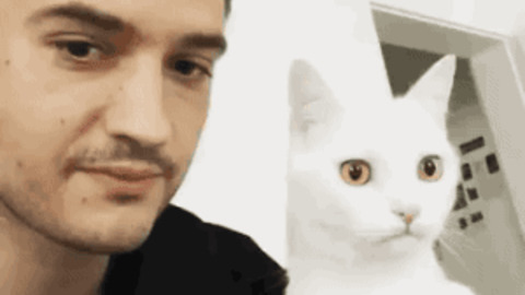 In Love With Cat gif