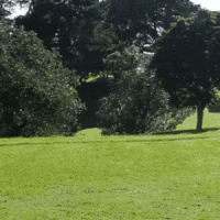 external_gif