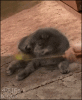 external_gif