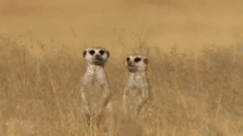 I Love You in animals gifs