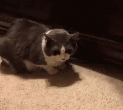 https://media.giphy.com/media/3ohzdUJiTyhF4ortUk/giphy.gif