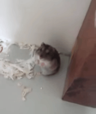Nominated For Oscar Rat in funny gifs