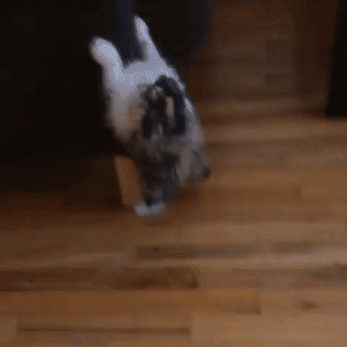 Crazy Cat GIFs - Find & Share on GIPHY