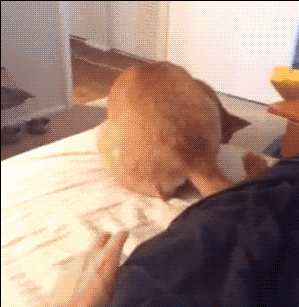 This Is Dog in funny gifs
