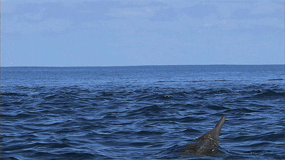 Dolphin Spotting maldives