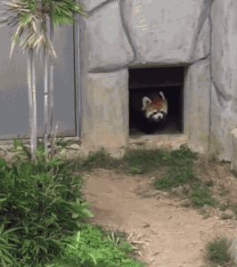 Red Panda And Stone in animals gifs