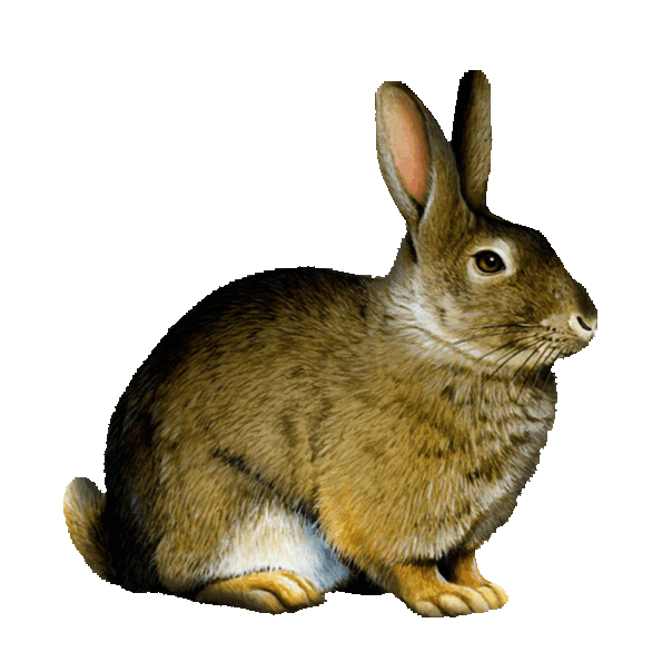 Rabbit Sticker by imoji for iOS & Android GIPHY