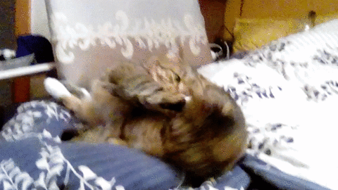 Can'T Touch This GIFs - Find & Share on GIPHY