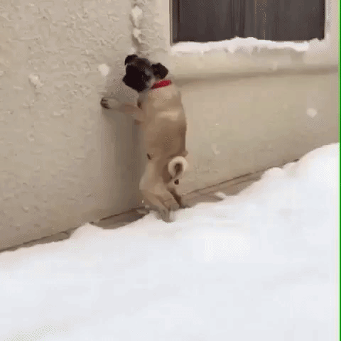 необычные причуды животных, жуткие животные, жутковатые животные