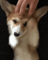 external_gif