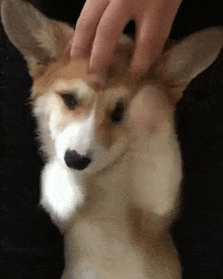 Keep Doing Hooman in funny gifs