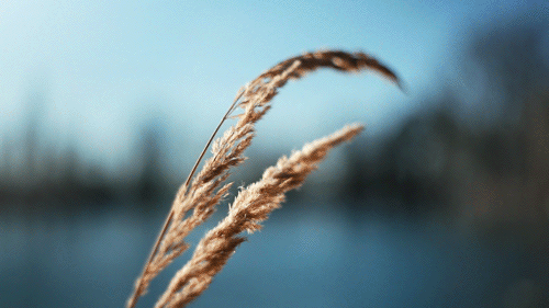 синемаграфия, Атмосферные анимированные фотографии, Жюльен Дувье, Julien Douvier