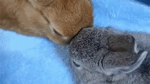 Team Bunny best Gif