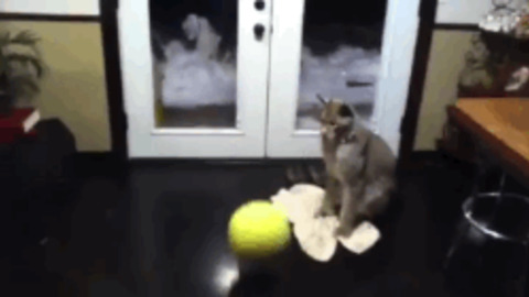 Playing Kitty best Gif