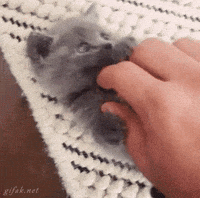 котёнка гладят
