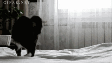 Active Cat best Gif