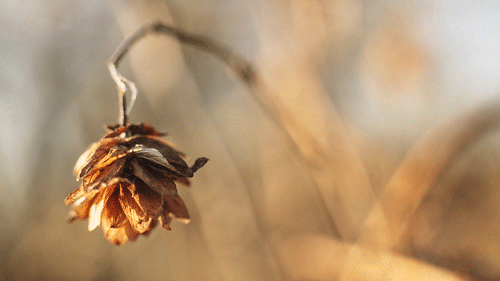 синемаграфия, Атмосферные анимированные фотографии, Жюльен Дувье, Julien Douvier