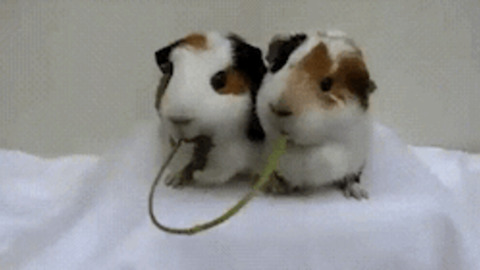 Cute Dears best Gif