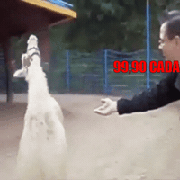 external_gif