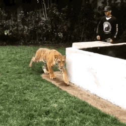 Scare The Tiger in funny gifs
