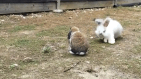 Bunny Jump best Gif