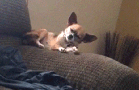 Chihuahua op een leuning van een zetel valt in slaap en valt daardoor naar beneden.