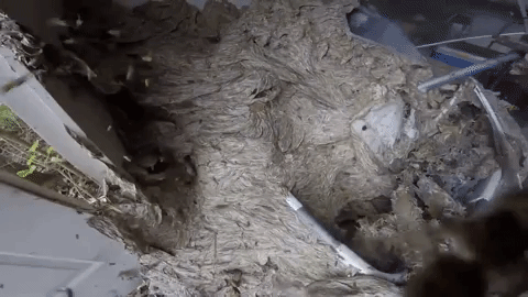 Уничтожение гнезда ос, снятое на GoPro