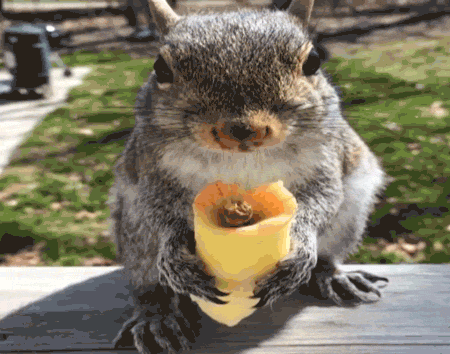 Squirrel eating a taco