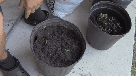 Aprende a Sembrar Tomates en un cubo con tierra Aprende a Sembrar Tomates en un cubo con tierra