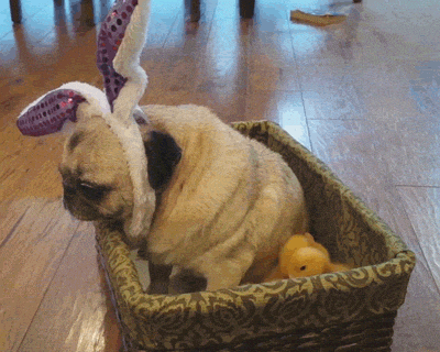 Happy Pug GIFs - Get the best GIF on GIPHY