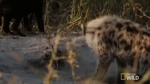 Hyenas GIFs - Find & Share on GIPHY