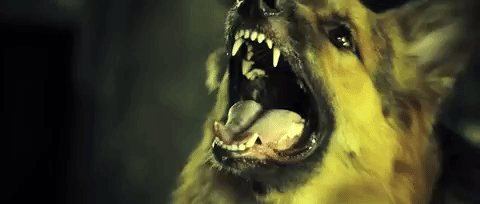 Evil Dog GIFs - Find & Share on GIPHY